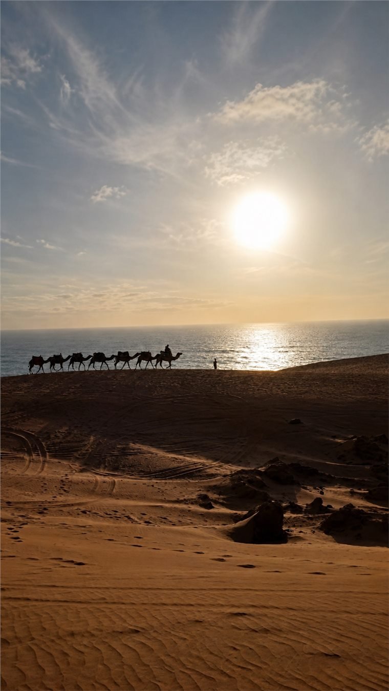 Camel silhouettes crossing the Timlaline dunes at sunset above the Atlantic